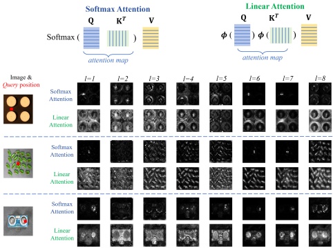 Softmax Attention 与 Linear Attention 的注意力图